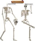 Skeleton Decor D